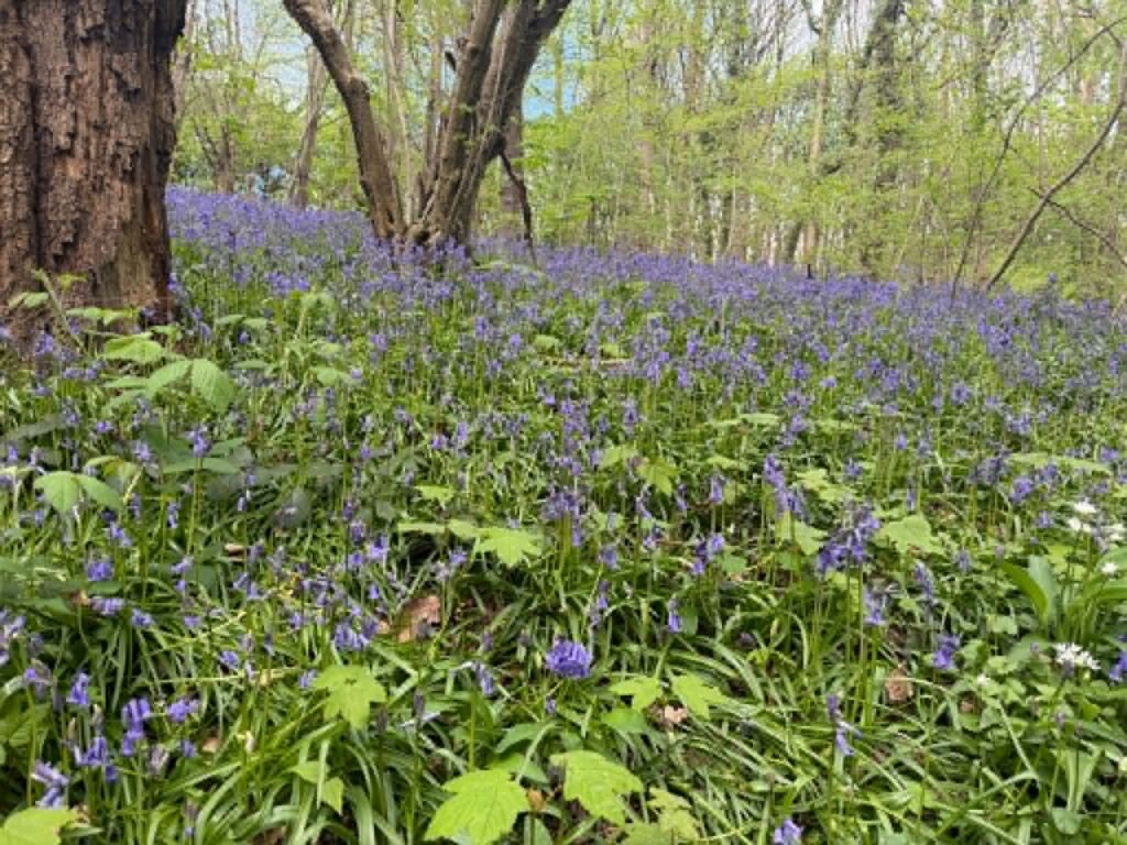 protect handsworth green space